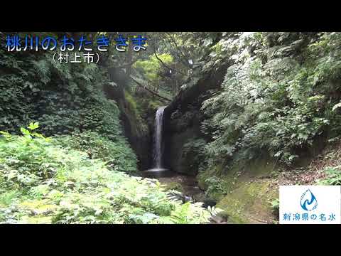 「新潟県の名水　撮ったまま動画シリーズ」桃川のおたきさま（村上市）