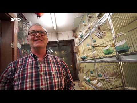 Vogelzucht-Meister aus der Eifel | SWR | Landesschau Rheinland-Pfalz