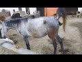 Horse Poop Horse Poop Peep Horse Pooping