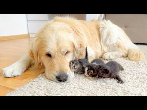 YouTube 썸네일