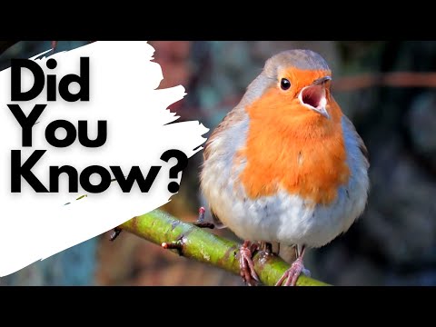 Things you need to know about ROBINS!
