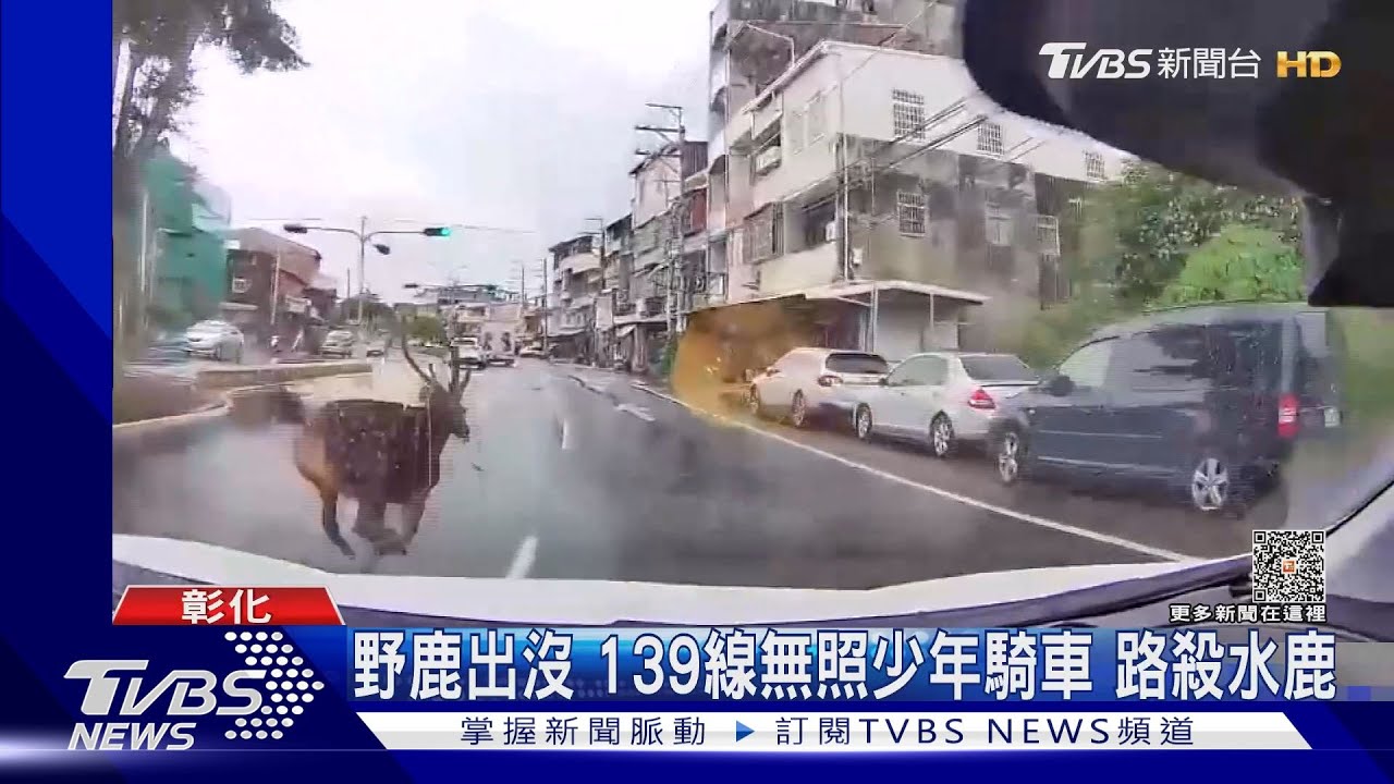 野鹿出沒！139線無照少年騎車　路殺水鹿