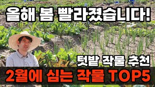 봄이 빨라졌습니다! 실패 없는 2월에 심는 텃밭 작물 추천