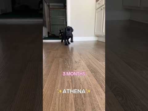 Look how big she got in 3 months  #adinross #dog #waggingtails #greatdane #shorts