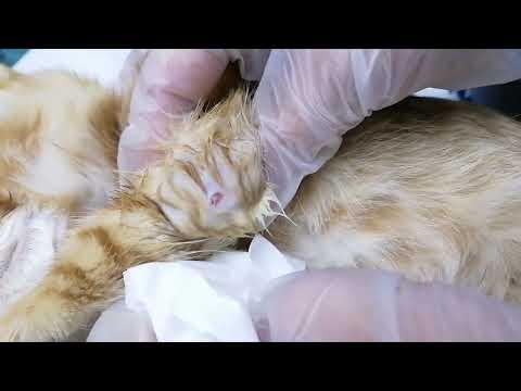 Removing Abscess from Stray Cat @Cats You