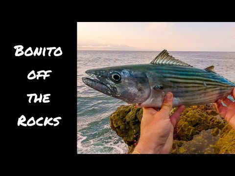 Shore Jigging Bonito | Catch & Fillet