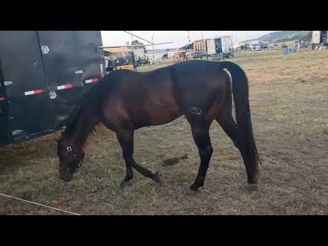 Parque de vaquejada Evanio Higino Campo grande Alagoas 