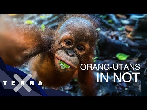 Wildnis in Gefahr: Orang-Utans in Indonesien | Andreas Kieling | Terra X