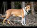 Collie Rough - Collie de Pelo Largo