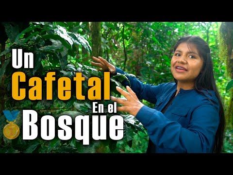 Así se Produce el Café Más Caro de Loja ☕ | 1er Lugar Provincial 🥇