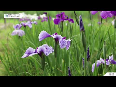 浮野の里｜ハナショウブ