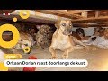 Vrouw neemt 97 honden in huis door orkaan Dorian