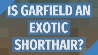 Is Garfield an exotic shorthair?