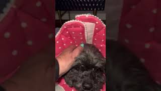 Our sweetest girl coco has been released from the 24 hour Emergency hospital Our sweetest girl coco has been released from the 24 hour Emergency hospital