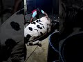 Big Cow Meat Cutting Skills Top Class Cow Meat Cutting Skills Beef Cutting Skills Shorts 10