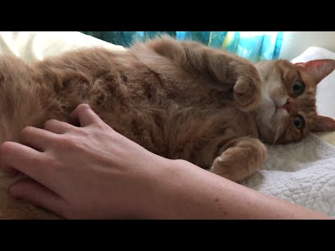 My Cat Mya Loves Belly Rubs!