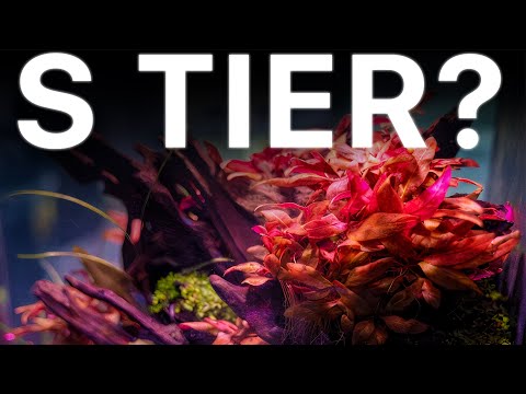 Ranking the BEST Red Aquarium Plants (Tierlist)