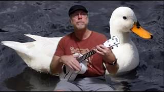 Little White Duck, Burl Ives, cover, 277th season of the ukulele, for the kids