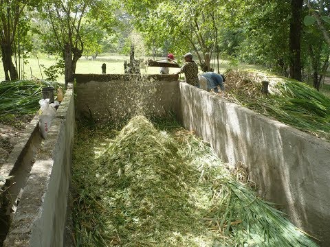 , title : 'Manejo del Forraje Conservado de silo - TvAgro por Juan Gonzalo Angel'