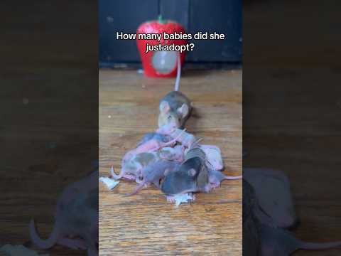 How many did she adopt? I could never, mouse mamas are impressive