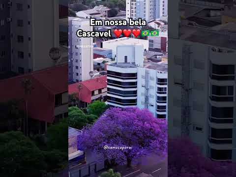 Jacarandá Mimoso em Cascavel Paraná #shortsvideo #meioambiente #gatos #plantas #sertanejo #roça