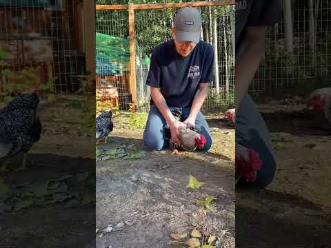 How to TRAIN an AGGRESSIVE Rooster!