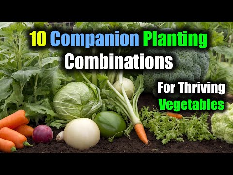 10 Perfect Companion Planting Combinations for Thriving Vegetables