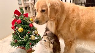 - クリスマスだよー♪一緒に過ごす何回目のクリスマス?