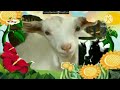 The Amazing World 2006 Goat