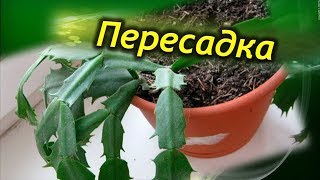Декабрист Владимир Николаевич Лихарев