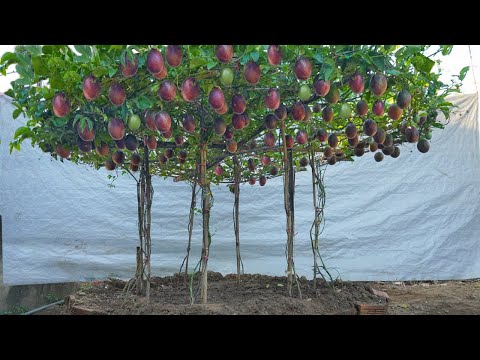 I wish I knew how to grow this passion fruit sooner. Lots of fruit and very sweet