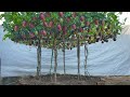 I Wish I Knew How To Grow This Passion Fruit Sooner Lots Of Fruit And Very Sweet