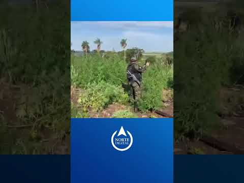 Desmantelan cultivos de marihuana en plena cosecha en Canindeyú