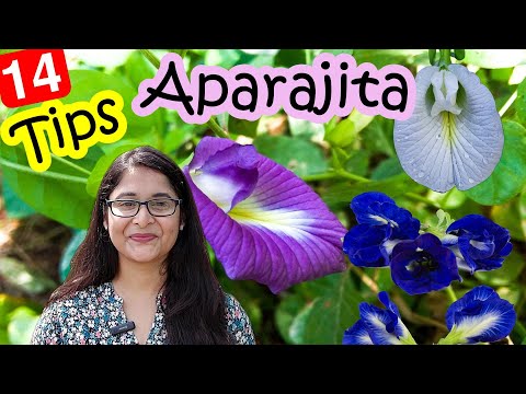 🔴APARAJITA PLANT CARE TIPS / HOW TO GET FLOWERS IN APARAJITA अपराजिता कैसे उगाए #gardening #plants