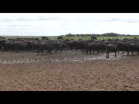 Bubillas destetadas Ea San Antonio Loreto Corrientes