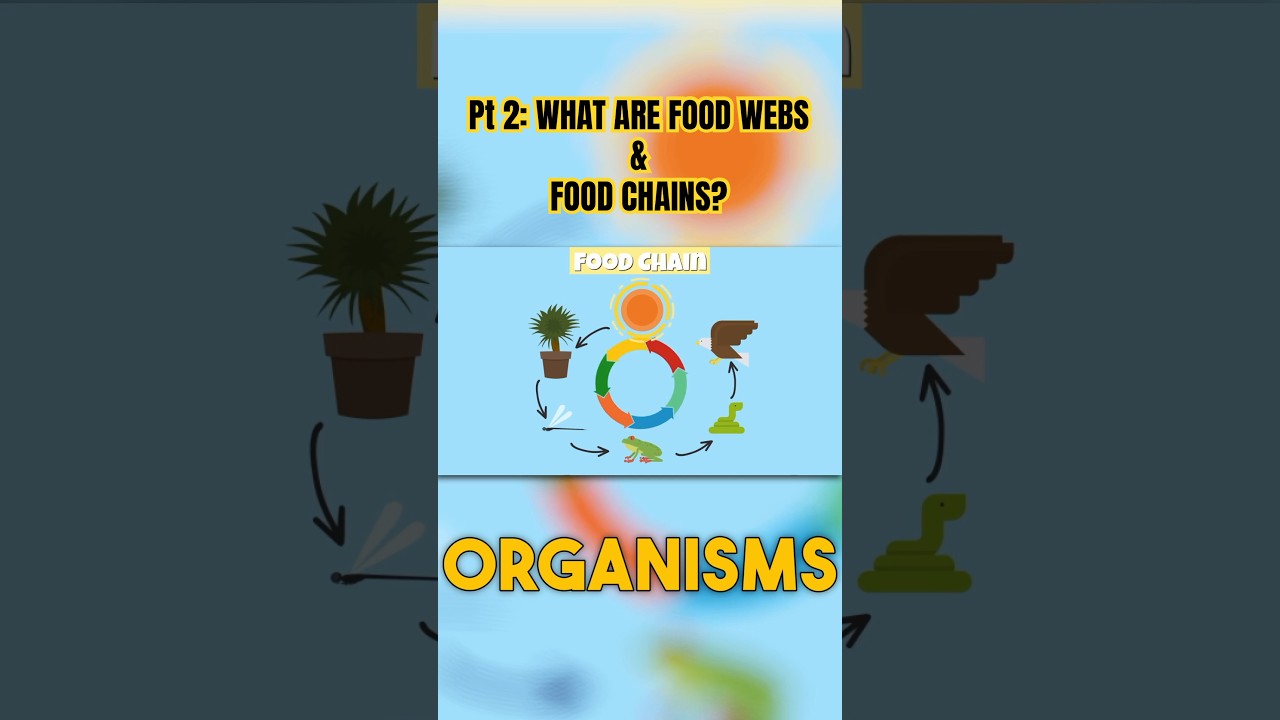 Part 2:🔥 Food Webs & Food Chains Explained! 🌿🐾