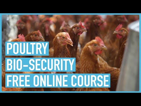 Profitable Pig Farming and Best Practices for success Course Outline