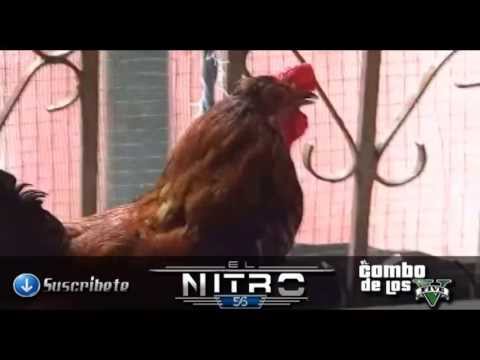 Un Gallo Predicador dice que Cristo Viene
