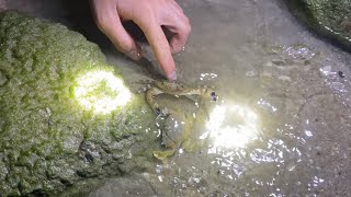 Bắt cua trở về tuổi thơ ở Nha Trang.