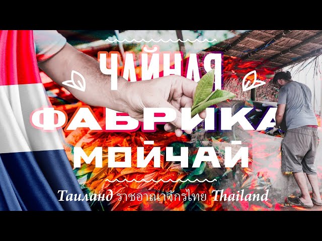 Наша чайная фабрика в джунглях Тайланда готова!
