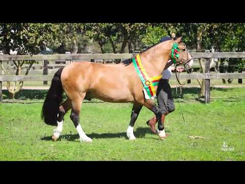 Lote 17 GUANABARA VENTISQUERO TE