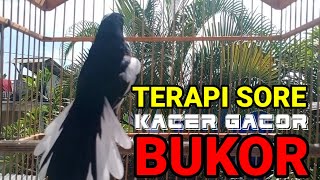 Download lagu terapi sore suara kacer gacor mantap buat pancingan kacer bahan agar cepat gacor buka ekor mp3 Download lagu terapi sore suara kacer gacor mantap buat pancingan kacer bahan agar cepat gacor buka ekor mp3