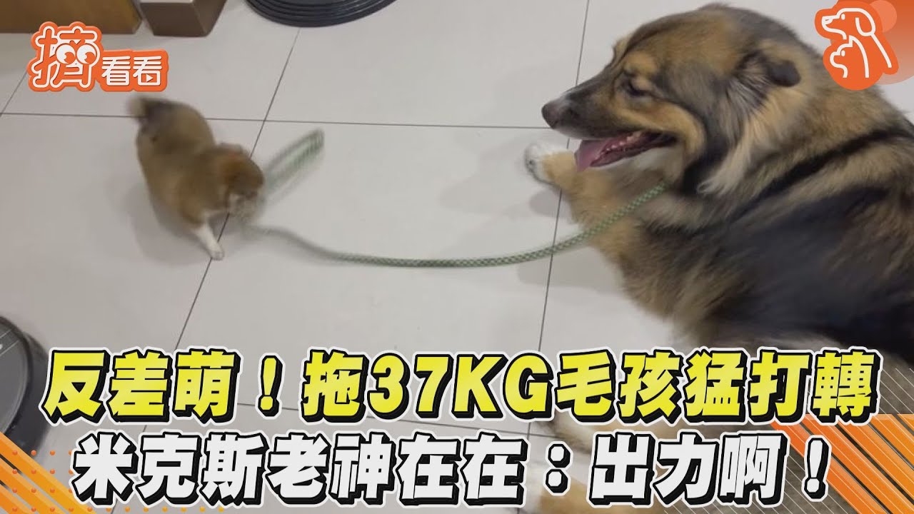 影音/反差萌!拖37KG毛孩猛打轉 米克斯老神在在:出力啊!