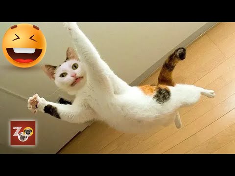 Animais engraçados 2023 | Cães e gatos engraçados | Funny animal videos | cats and dogs