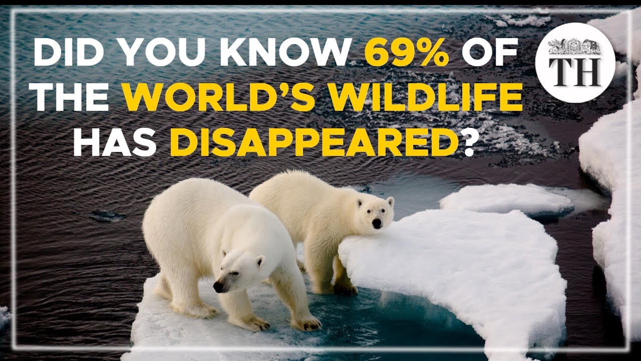 69% fall in world wildlife population | The Hindu