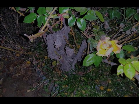 Hoa tàn có biết buồn không? - Hồng Tước