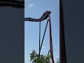 Yukon Striker At Canada S Wonderland Rollercoaster