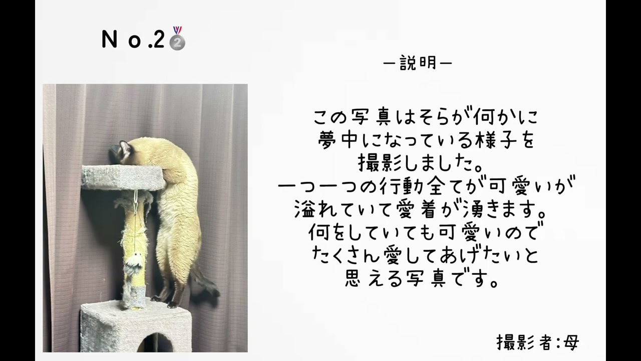 ［No.118］町猫調査〜猫の暮らしの現状に迫る