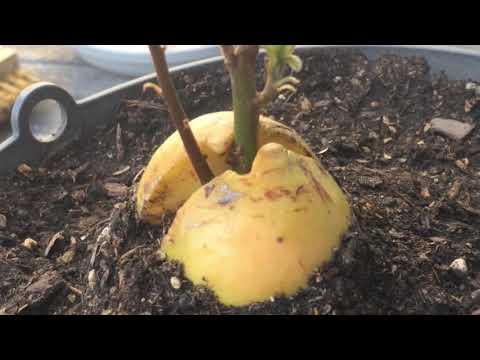 update on my avocado tree (persea gratissima) that’s now 1 year and 4 months old