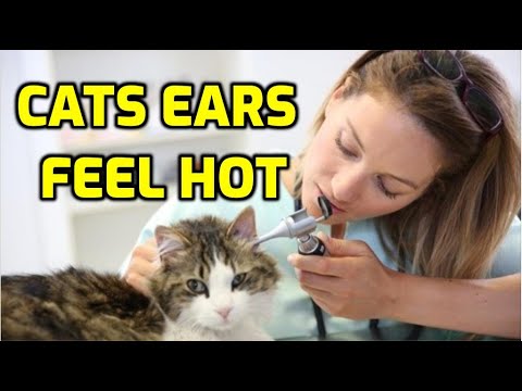 Is It Normal For Cats To Have Hot Ears?